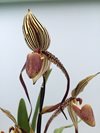 Paphiopedilum Saint Swithin (philippinense × rothschildianum)